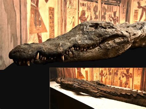 Nile Crocodile Mummy: An Ancient Egyptian Enigma!