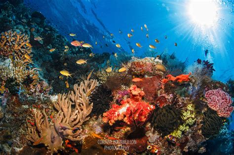  Raja Ampat'nin Büyülü Sularında Dalış Yapın ve Muhteşem Mercan Resiflerini Keşfedin!