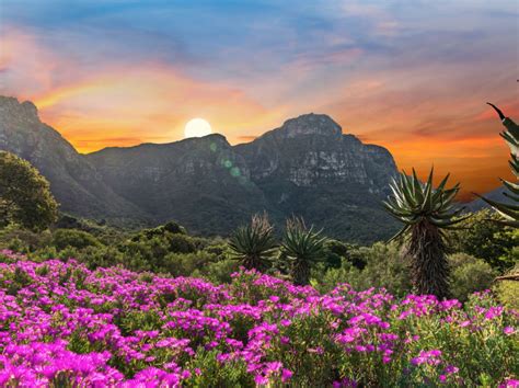  Kirstenbosch Ulusal Botanik Bahçesi Güzel Çiçekler ve Muhteşem Görünüm Sunuyor!